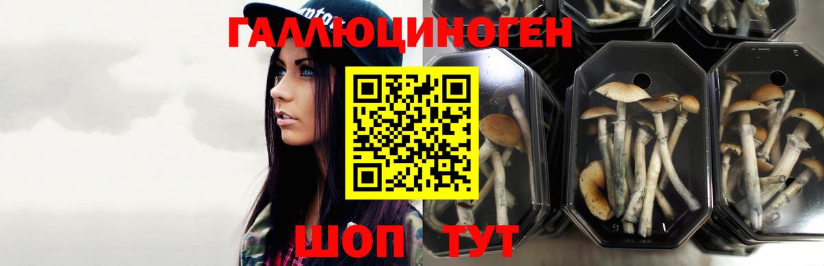 Сунжа  Псилоцибиновые грибы GOLDEN TEACHER  Вход с VPN 